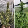 Cannabis seeds Auto Candy Bubatz XL® NEW! from Dutch Passion